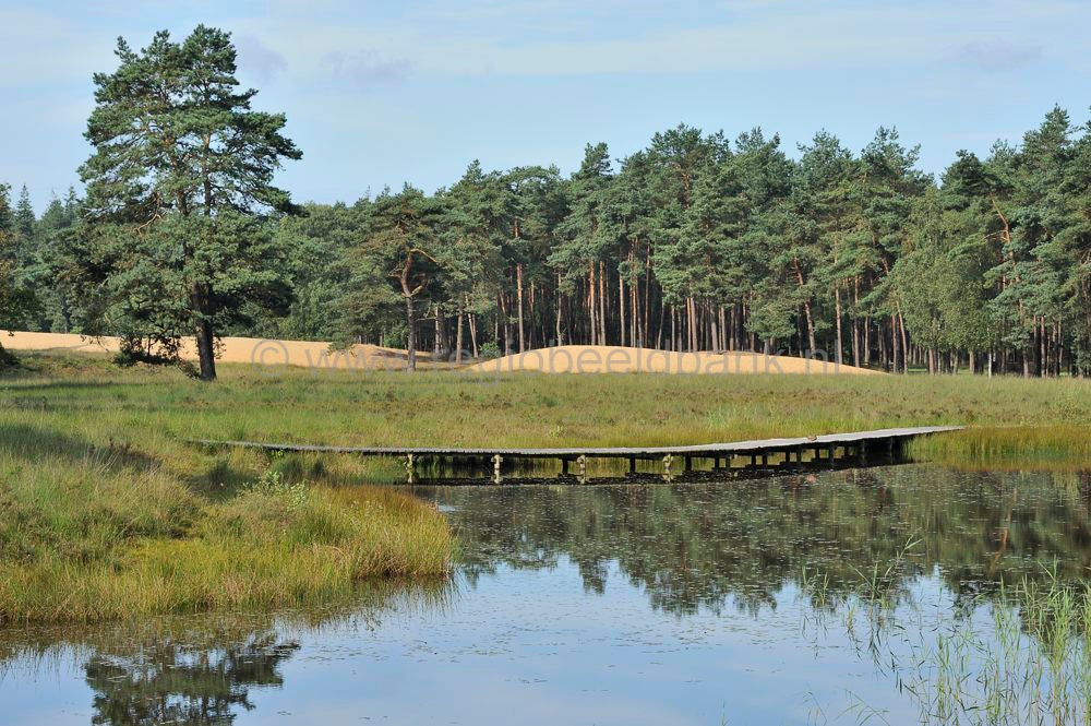hoge_veluwe_015.jpg