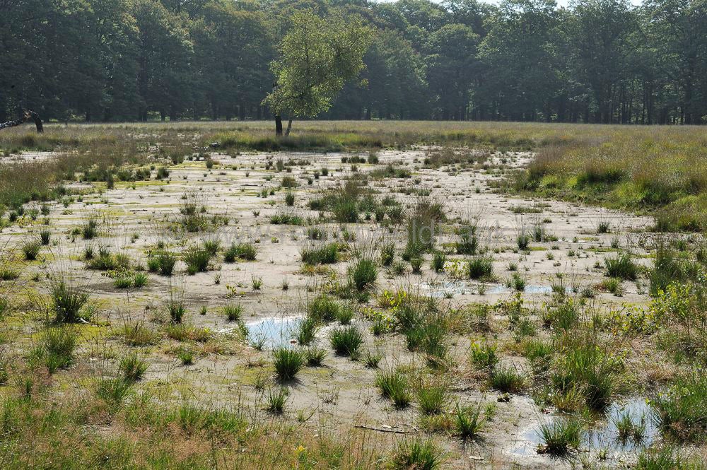 hoge_veluwe_029.jpg