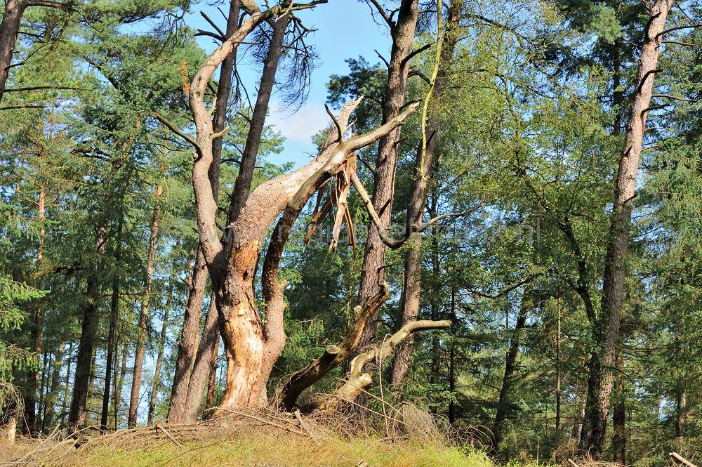 hoge_veluwe_040.jpg