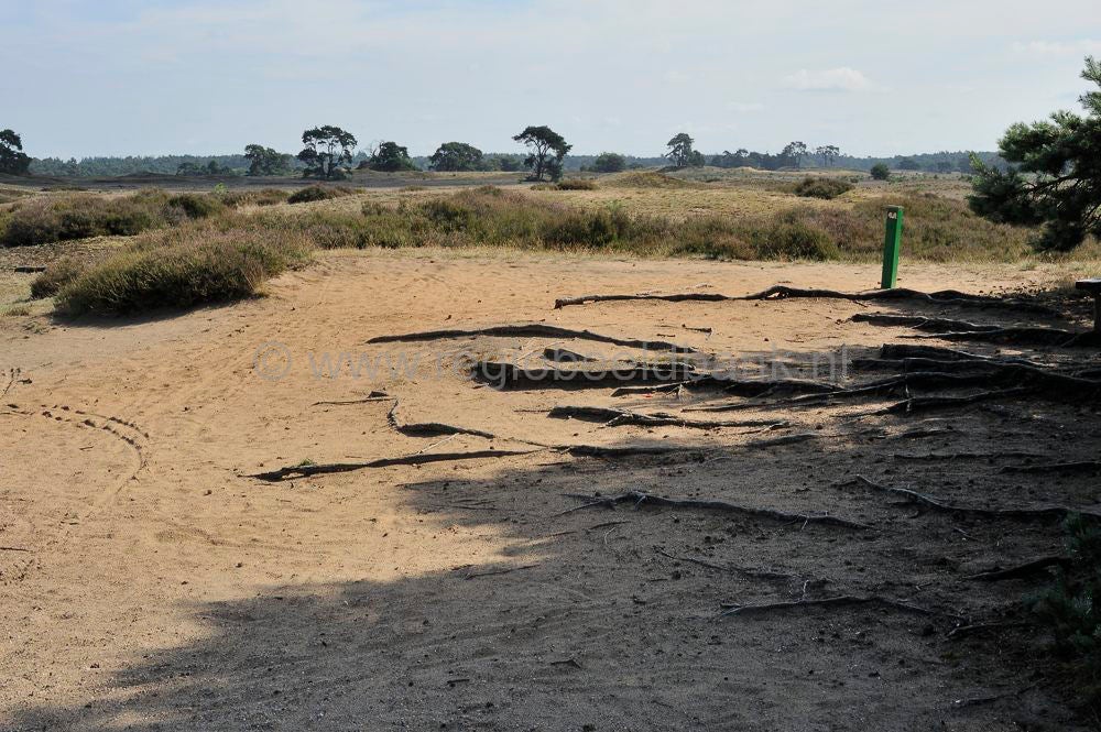 hoge_veluwe_059.jpg