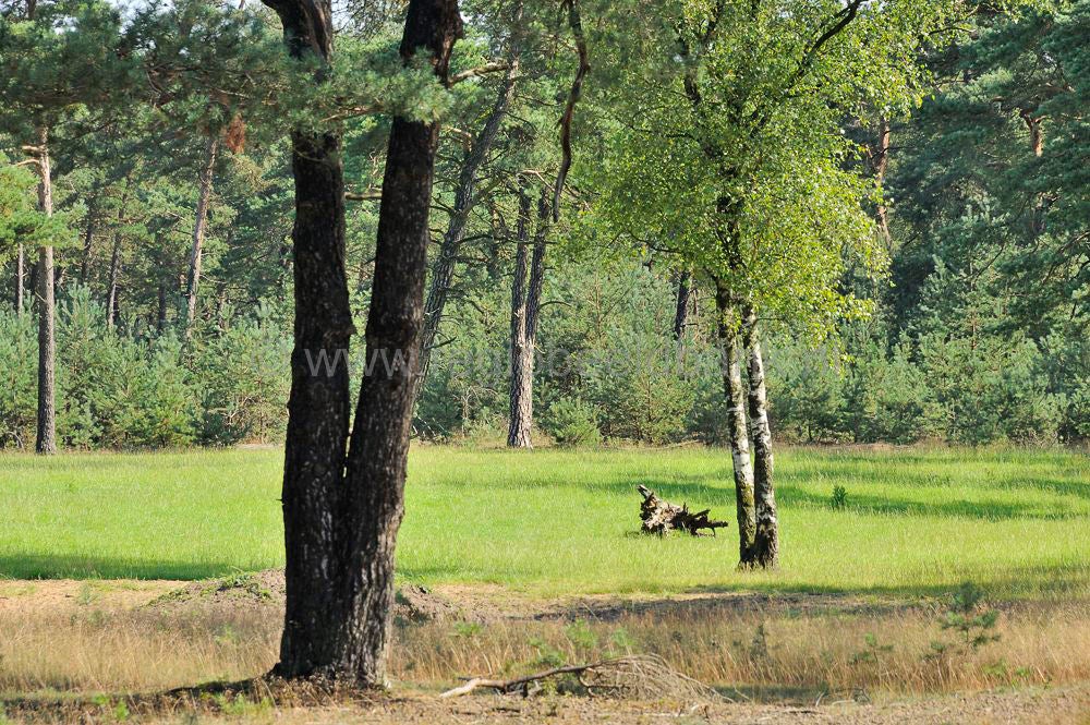 hoge_veluwe_067.jpg