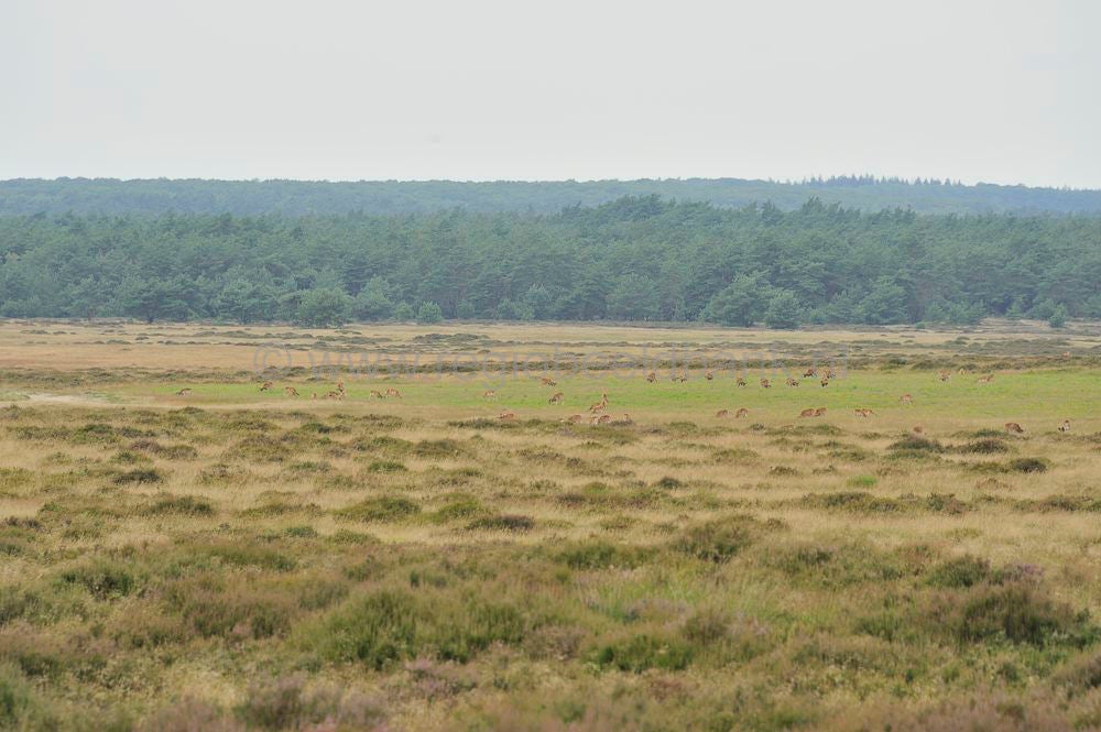 hoge_veluwe_127.jpg