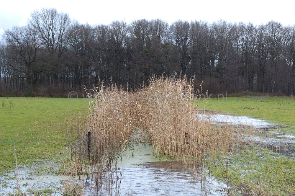 hoogwater_018.jpg