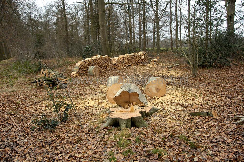 houtkap_023.jpg