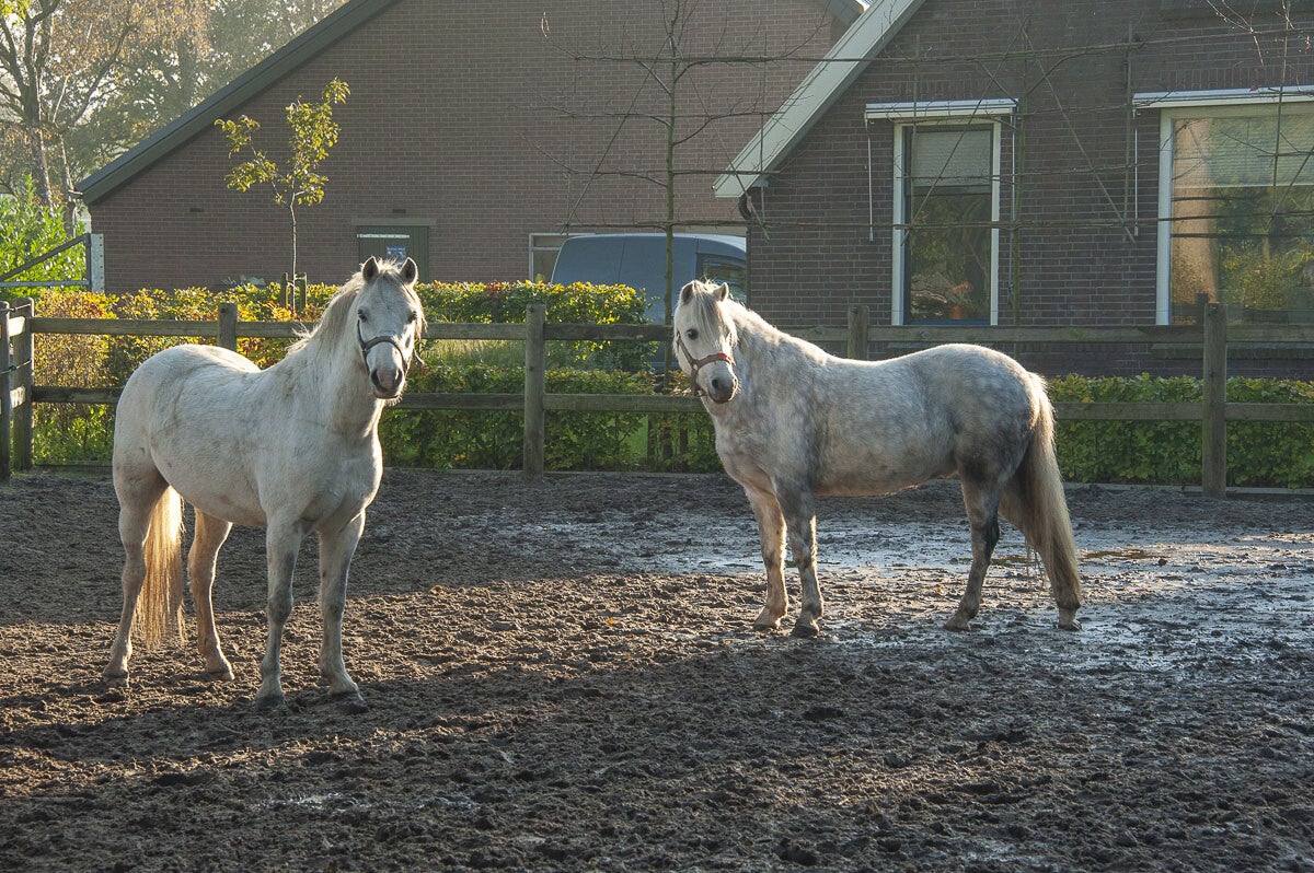 huinerpad_018-1.jpg
