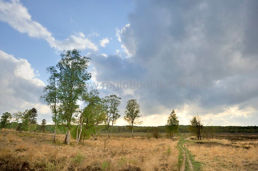 kelderbos_004.jpg