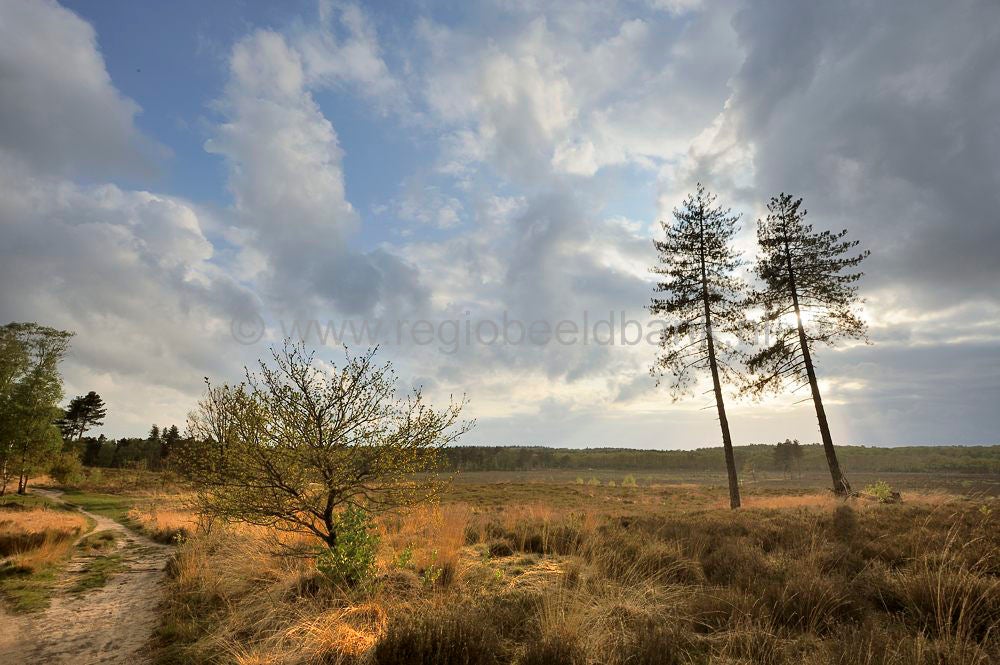 kelderbos_007.jpg
