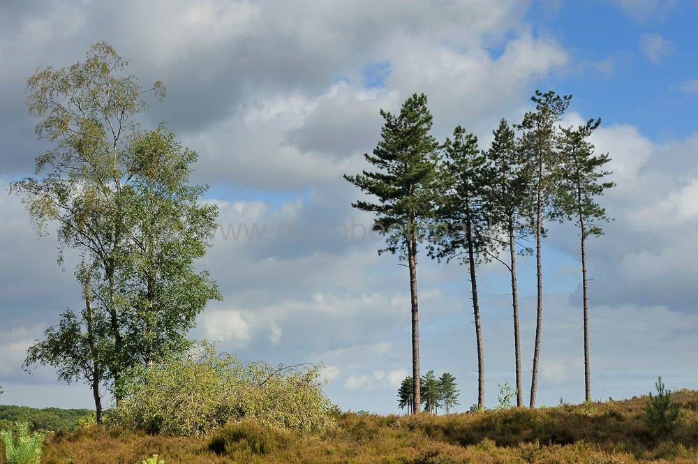 kelderbos_018-1.jpg