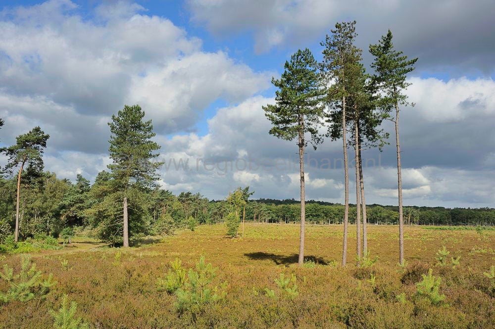 kelderbos_022.jpg