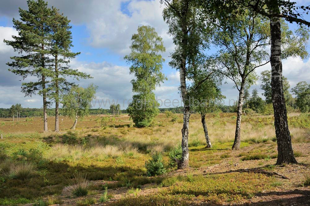 kelderbos_028.jpg