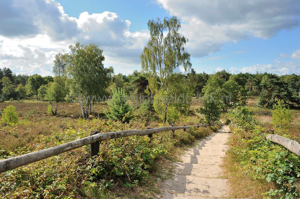kelderbos_030.jpg