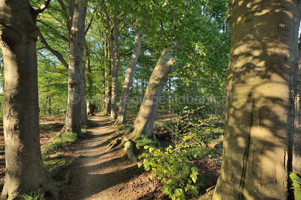 kerstavondpad_012.jpg