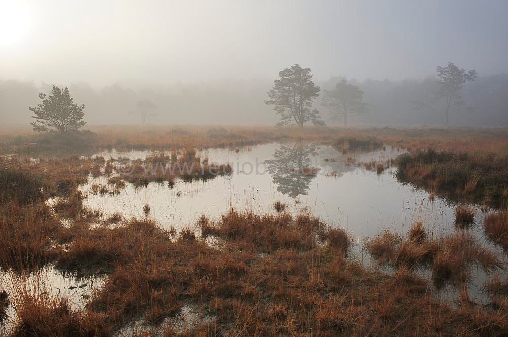 Klein Bylaer-Barneveld