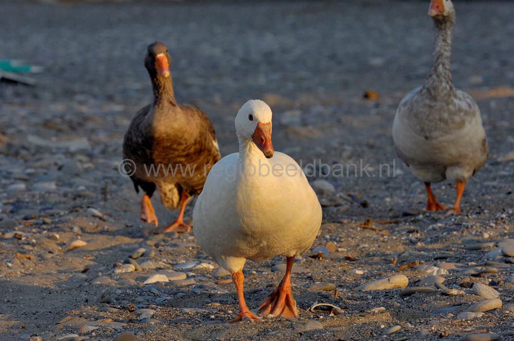 kokkinospirgos_kreta_0304.jpg
