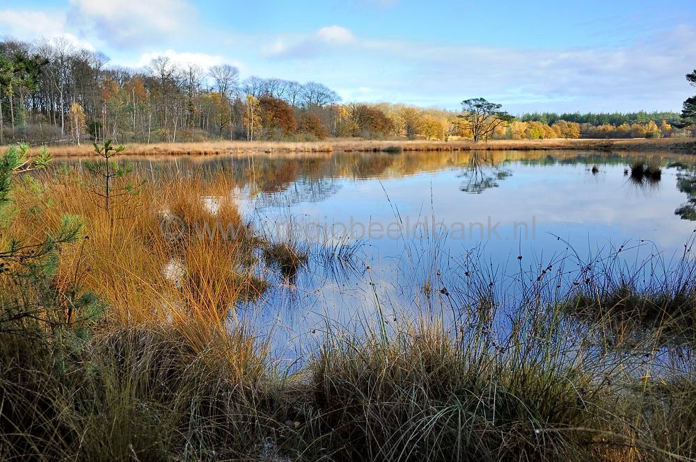 kootwijkerveen_010.jpg