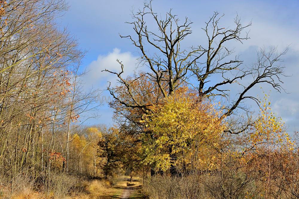kootwijkerveen_012.jpg