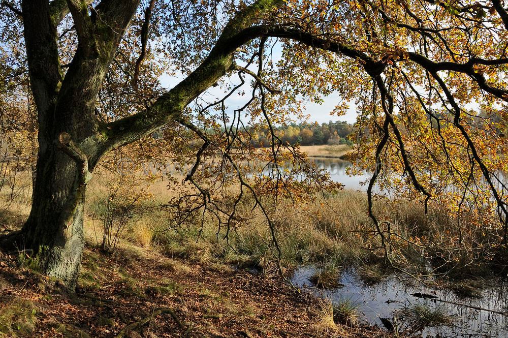 kootwijkerveen_014.jpg