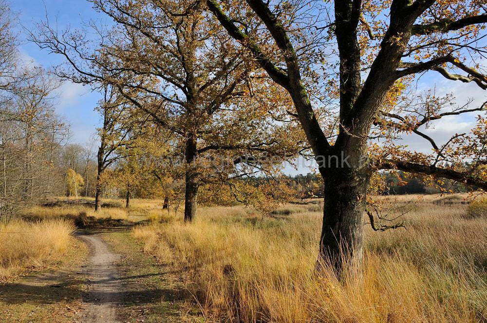kootwijkerveen_016.jpg