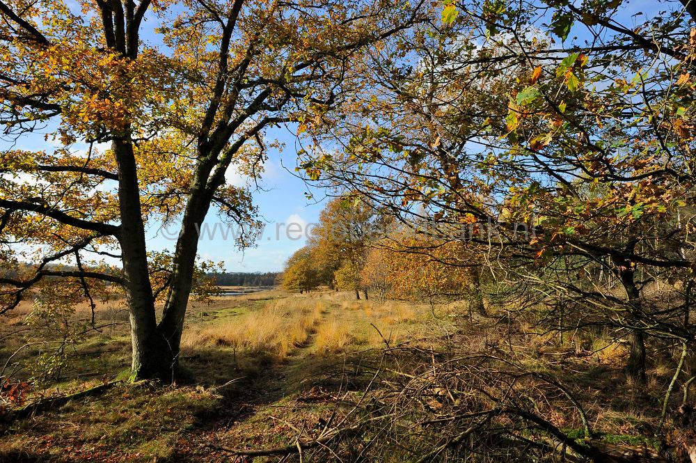 kootwijkerveen_018.jpg