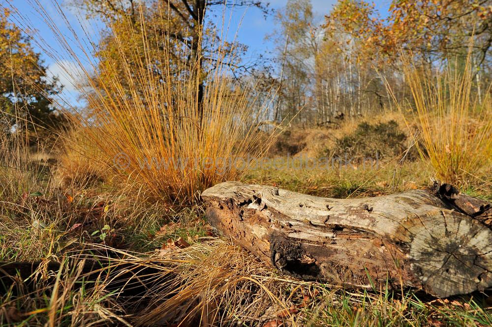 kootwijkerveen_020.jpg