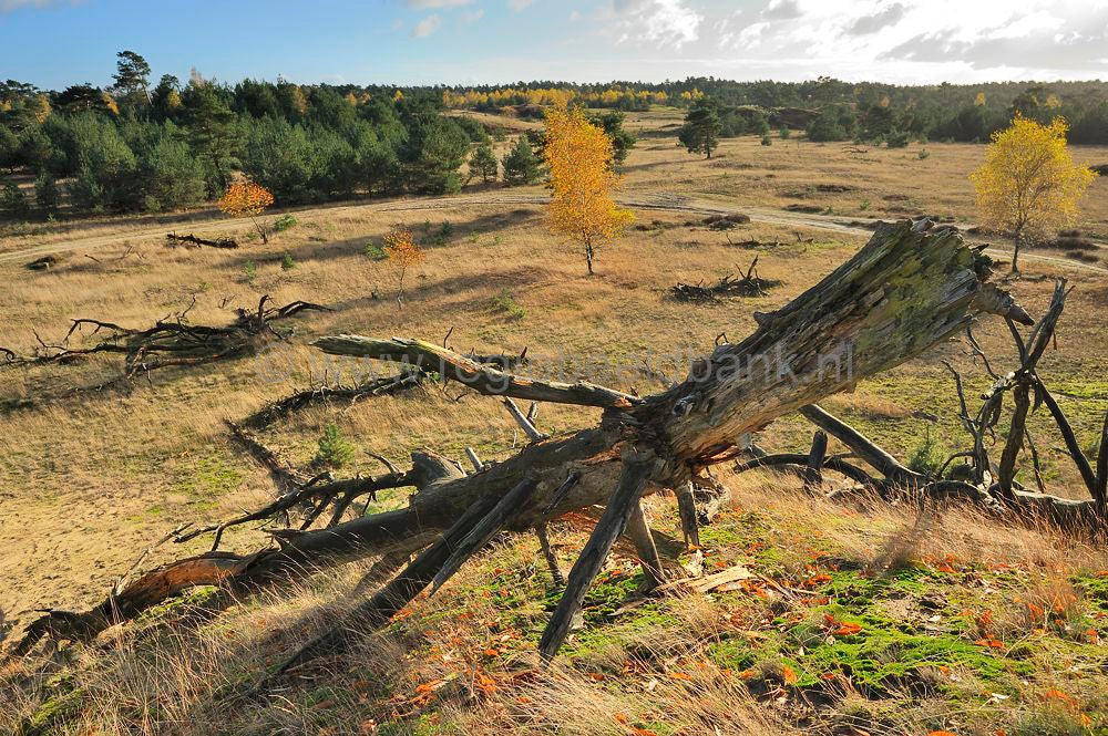 kootwijkerveen_024.jpg
