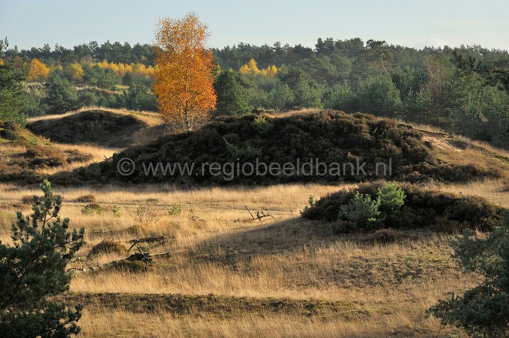 kootwijkerveen_030.jpg