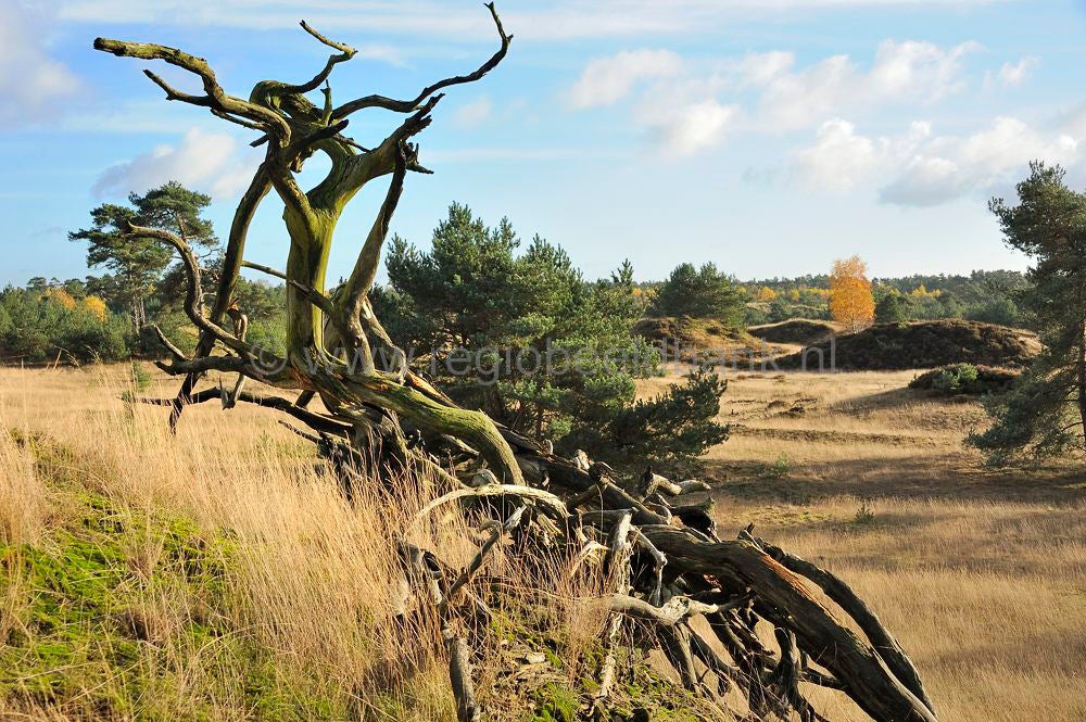 kootwijkerveen_032.jpg