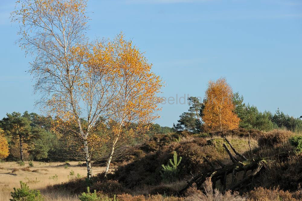 kootwijkerveen_034.jpg