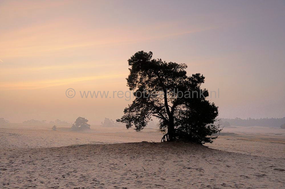 kootwijkerzand_001.jpg