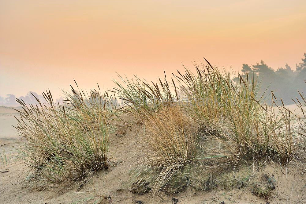 kootwijkerzand_005.jpg