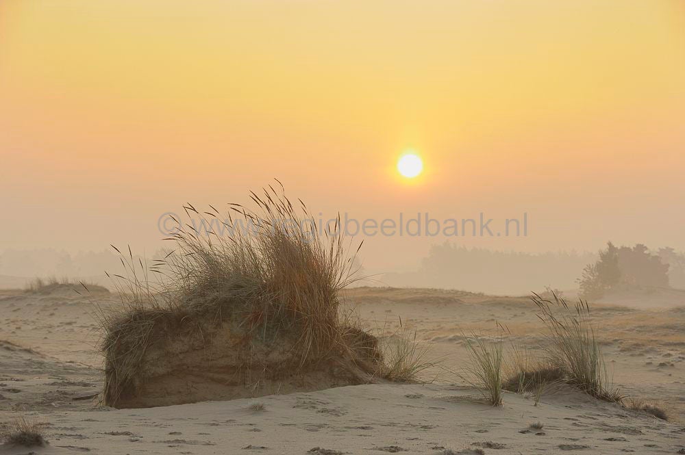 kootwijkerzand_009.jpg