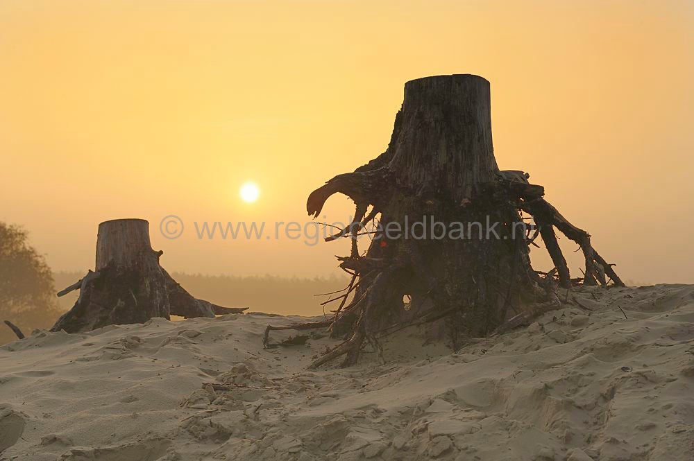 kootwijkerzand_016.jpg