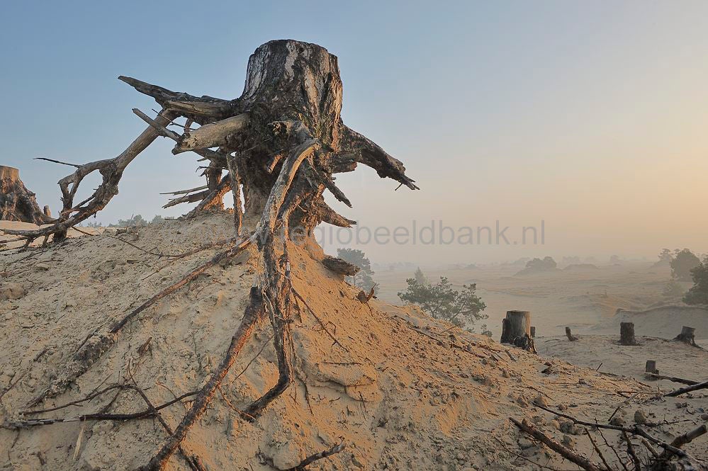 kootwijkerzand_018-1.jpg
