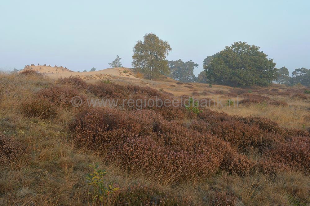 kootwijkerzand_025.jpg
