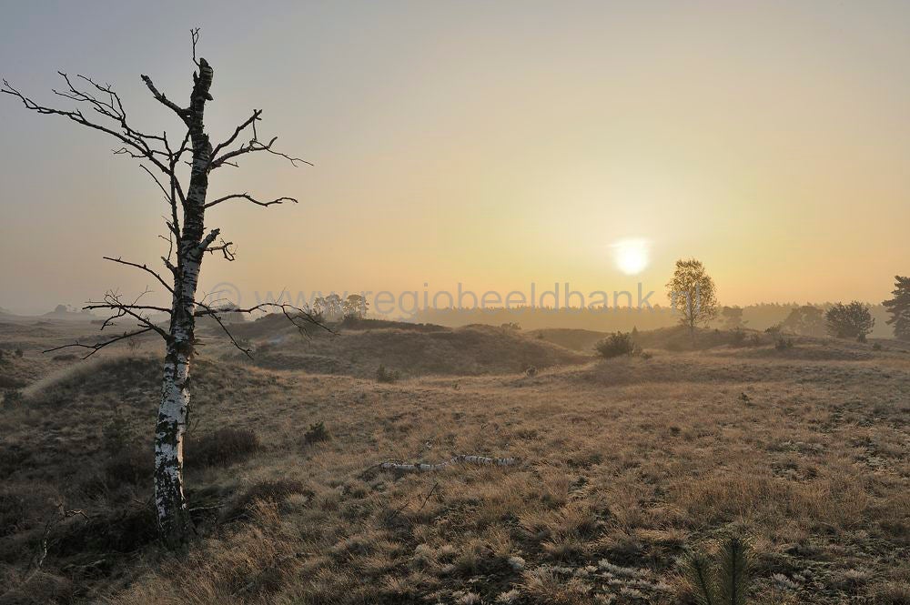 kootwijkerzand_026.jpg