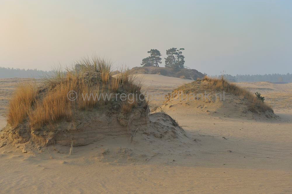 kootwijkerzand_033.jpg
