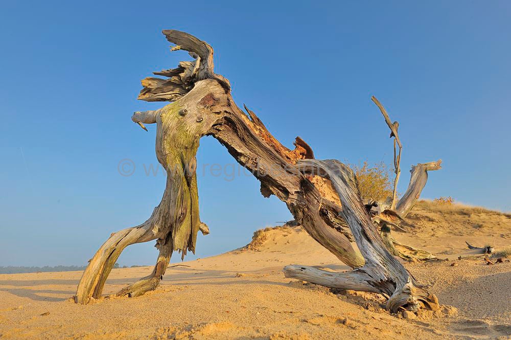 kootwijkerzand_036.jpg