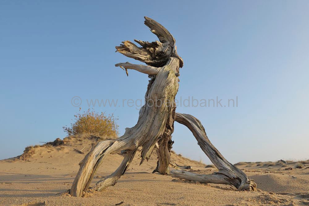 kootwijkerzand_037.jpg