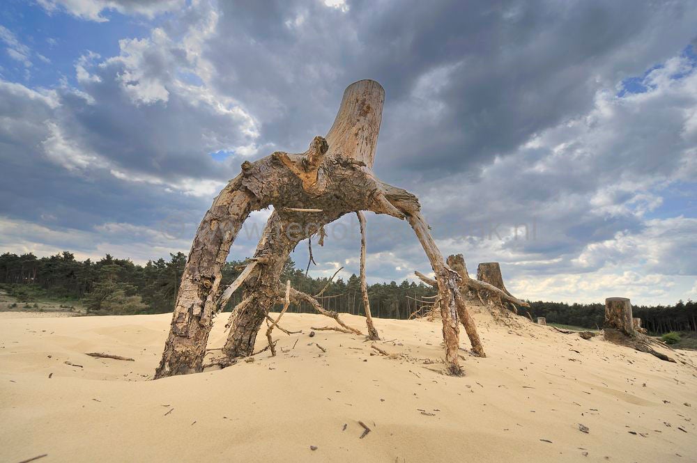 kootwijkerzand__104.jpg