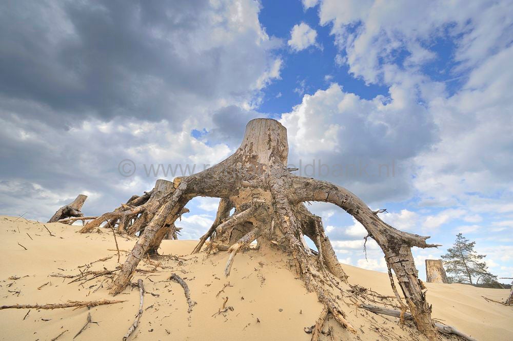 kootwijkerzand__105.jpg