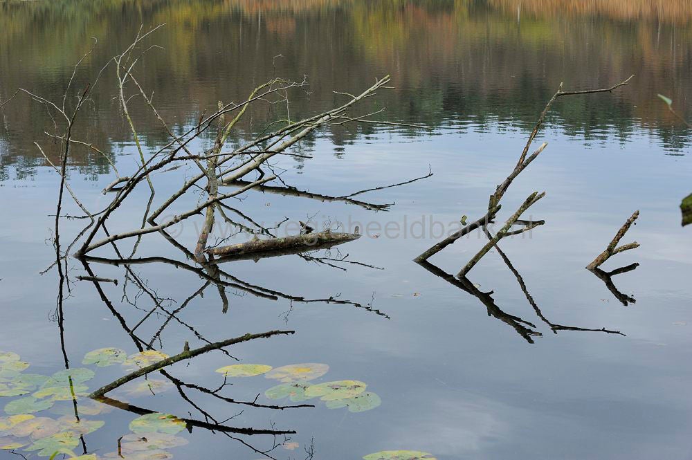 kreelse_plas_006.jpg