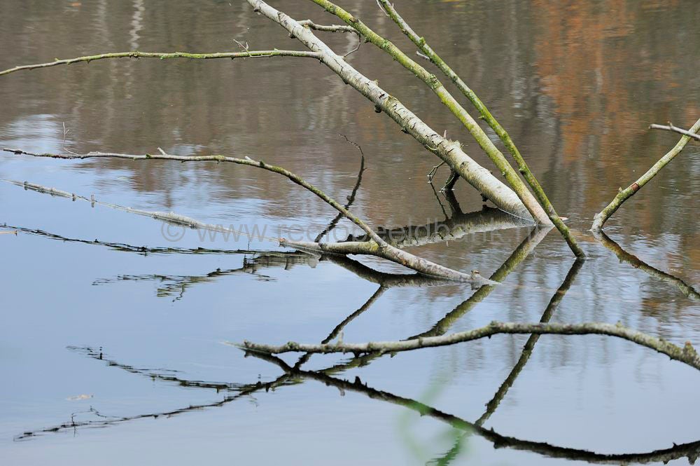 kreelse_plas_007.jpg