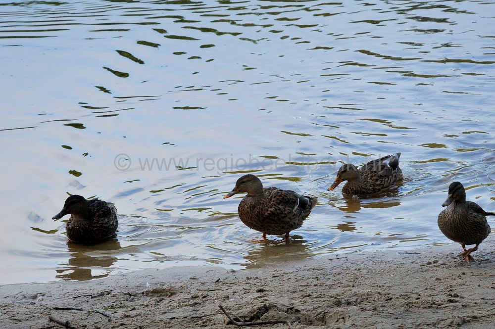 kreelse_plas__043.jpg