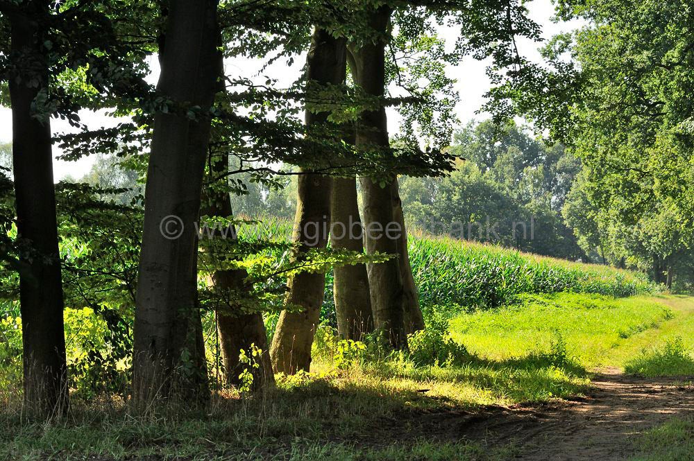 kreelse_plas__050.jpg