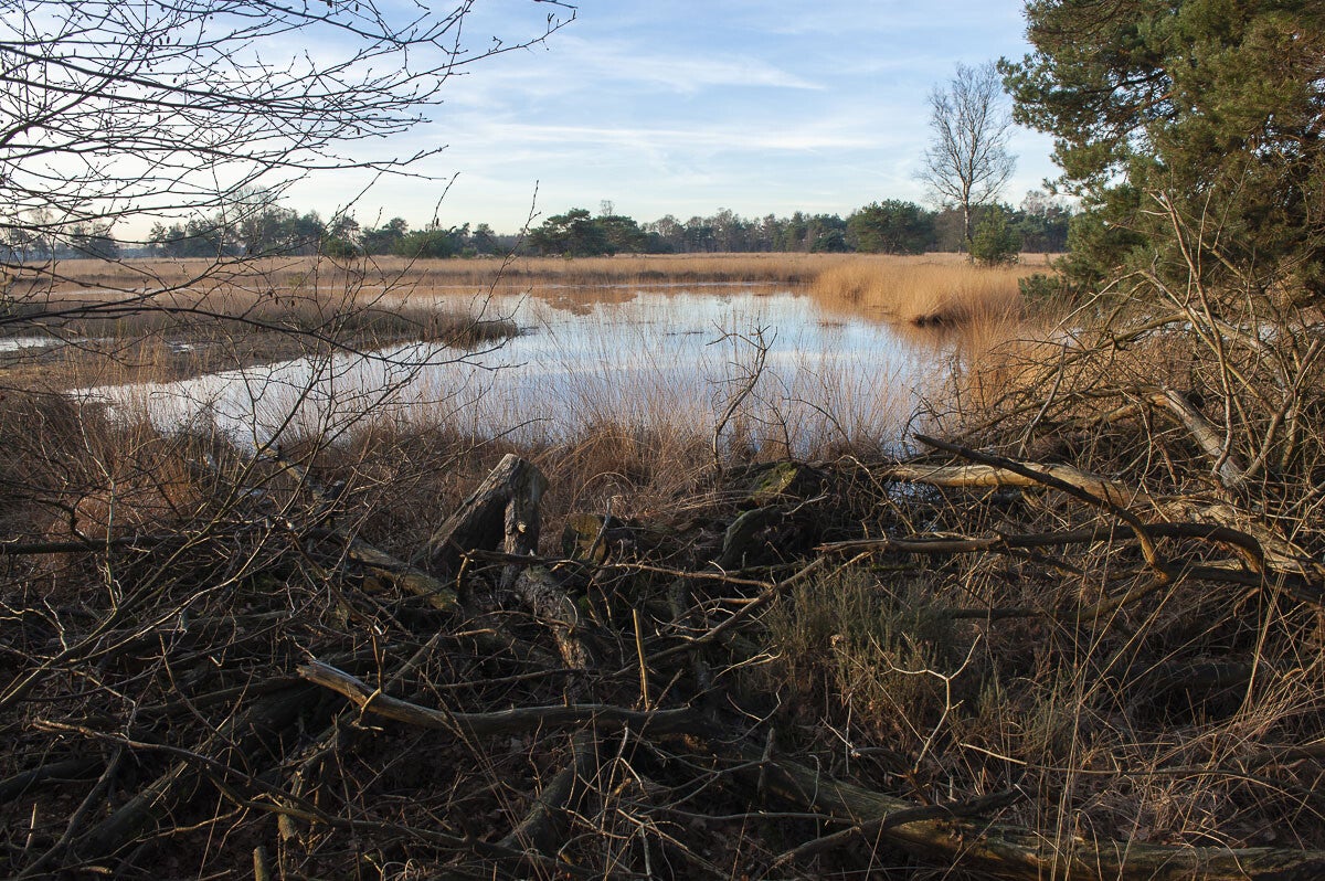 kruishaarderpad_031-3.jpg