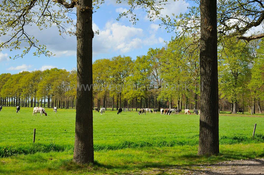 landgoed_lambalg_056.jpg