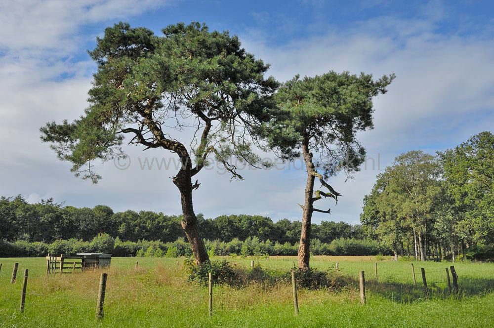 landgoed_scherpenzeel_028.jpg