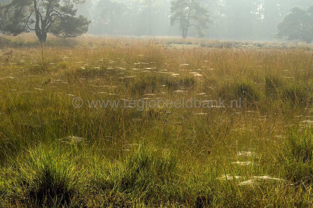 landgoed_scherpenzeel_040.jpg