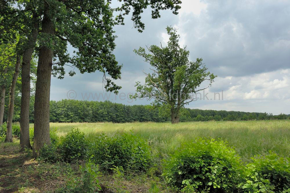 landgoed_zuylenstein_036.jpg