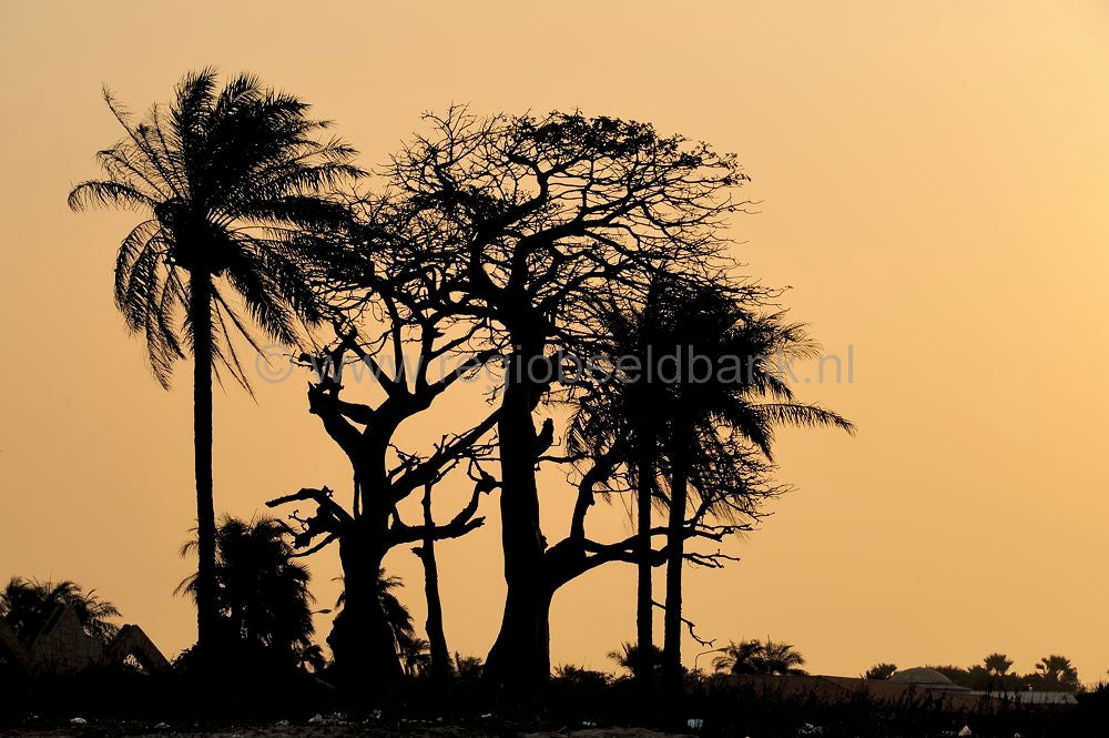 landscape_gambia_321.jpg